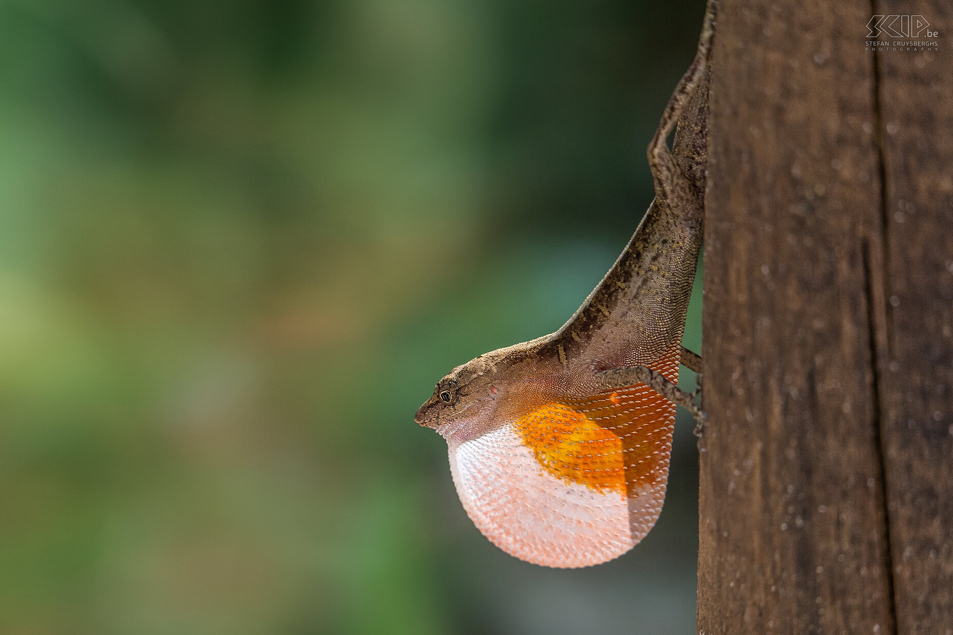 Carara - Droge bos anole met keelwam Een mannelijke droog bos anole (dry forest anole, norops cupreus) in het regenwoud van Carara National Park in Costa Rica. Anoles zijn kleine en veelvoorkomende hagedissen die insecten en andere ongewervelden eten. Ze hebben een keelwam, gemaakt van rekbaar kraakbeen, die zich uitstrekken vanaf hun keel. Vooral mannetjes hebben een grote en kleurrijke keelwam die ze laten zien aan vrouwtjes in broedseizoen. Stefan Cruysberghs